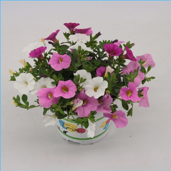 Calibrachoa Pink Paradise
